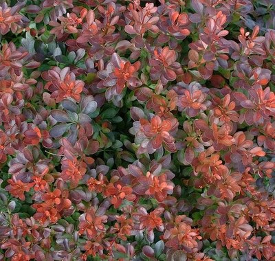 10 BARBERRY BUSH Red Berberis Shrub Seeds ...