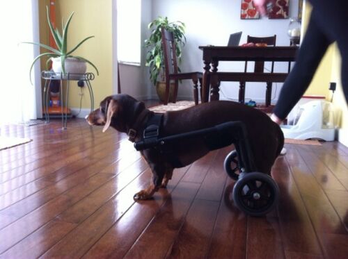 Dog Wheelchair- For Dogs 8-30lbs. Small Dogs.