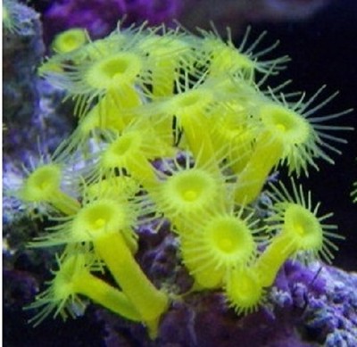 KILLER NEON YELLOW POLYPS FRAG LIVE CORAL ...