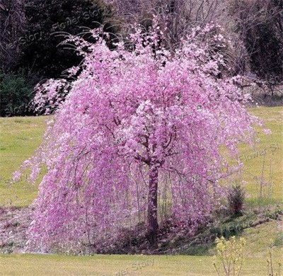 20 Pink Fountain Weeping Cherry Tree Seeds ...