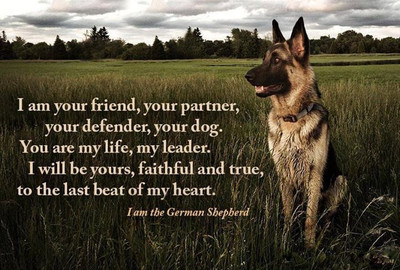 German Shepard Funny Refrigerator magnet2 1/2