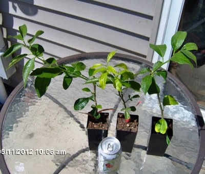 (3) Orange Trees (Grafted) Fruit Tree/Bonsai Tree/ ...