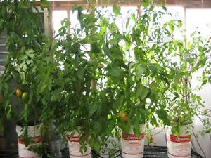 ... Outdoor Living &gt; Gardening Supplies &gt; Hydroponics &gt; Hydroponic Systems