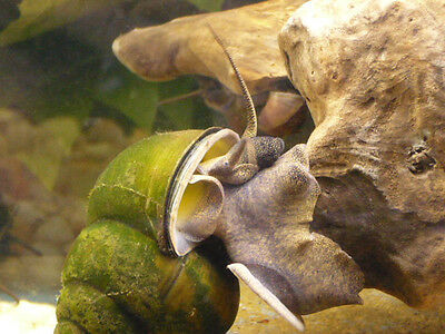 100 Live Freshwater Black Japanese Trapdoor Snails ...