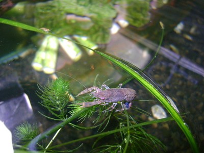 12 LIVE DWARF CAJUN CRAYFISH CAMBARELLUS SHUFELDTII ...