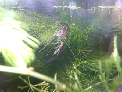 10 LIVE CAJUN DWARF CRAYFISH CAMBARELLUS SHUFELDTII ...