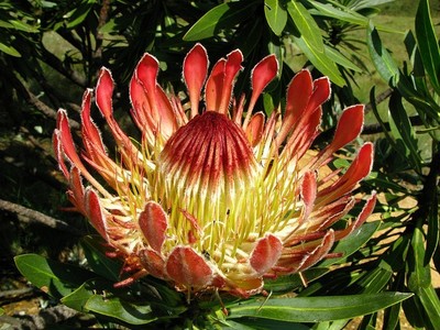 Protea Roupelliae - Silver Sugarbush - Rare ...