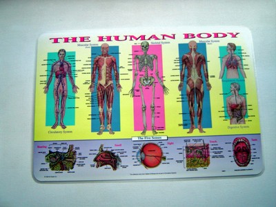 Anatomy Human Body Educational Placemat