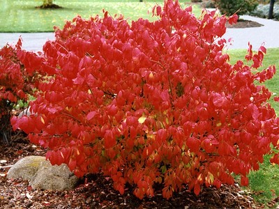 1 Dwarf Burning Bush POTTED Plant (Euonymus ...