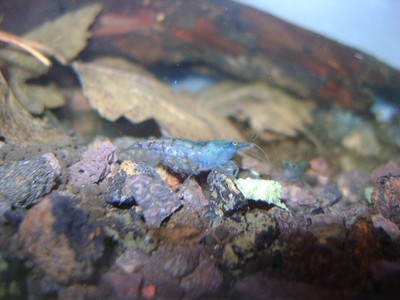 7+ BLUE PEARL NEOCARIDINA ZHANGJIAJIENSIS SHRIMP AQUARIUM ...