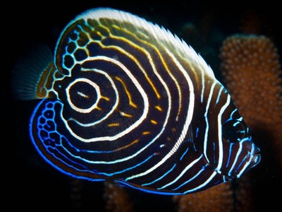 Emperor Angelfish (Juvenile) for Saltwater Reef Aquarium ...