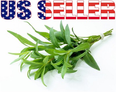 200+ ORGANIC Tarragon Seeds Herb Heirloom NON-GMO ...