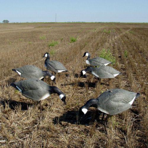 Goose Decoys For Sale >> Canada Goose Decoys Ebay Goose Decoys For Sale >> Canada Goose Decoys Ebay