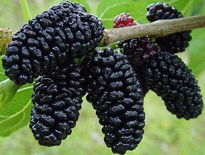 SWEET & TASTY BLACK MULBERRY POTTED PLANT ...