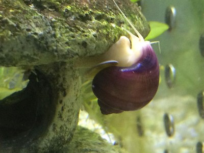 2 Magenta Mystery Snails  - Live ...