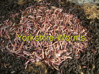 Tiger Worms 25g to 1Kg Organic Composting Wormery Worms Compost 