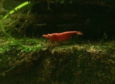 6+ juvenile Red Cherry Shrimp  - ...