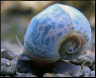 5 Blue Leopard Ramshorn Snails plant safe ...