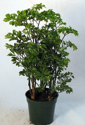 Japanese Ming Pre-Bonsai Tree Plant - Polyscias ...