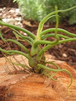 5 Pack Sale Tillandsia Bulbosa Guatemala  ...