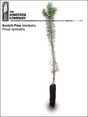 Scotch Pine (medium)