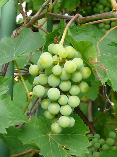 50-GREEN-GRAPE-Fruit-Vine-Vitis-Vinifera-Seeds-CombS-H