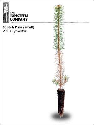 Scotch Pine (small)