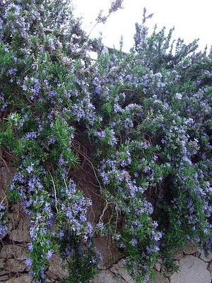 Creeping Rosemary Plant - Cascading/Creeping - Outstanding ...