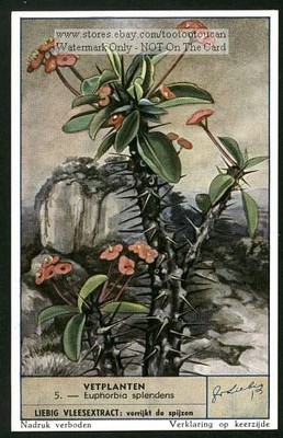 Crown Of Thorns Cactus Succulents Plant  ...