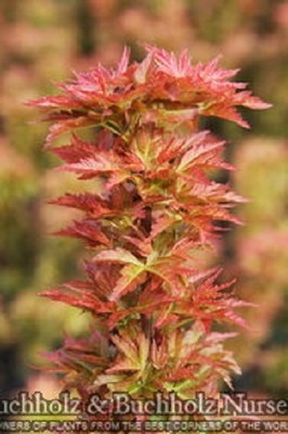 Rare Dwarf Bonsai Japanese Maple Tree (Acer ...
