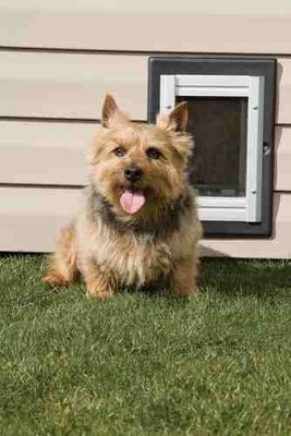 Dog Door Doggie Pet Small Wall Entry ...