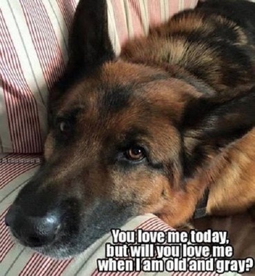 german Shepard refrigerator magnet 3 1/2