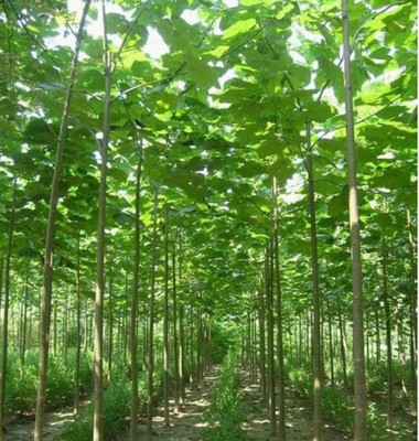 Paulownia seeds. The fastest growing hardwood tree