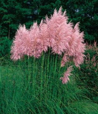 * PINK PAMPAS ORNAMENTAL GRASS * CORTADERIA ...