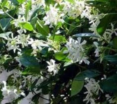 Confederate Jasmine Evergreen Fragrant Vine plants ( ...