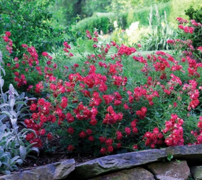 Red Drift Groundcover Rose plants ( 4