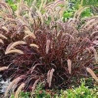 ***100+ SEEDS OF BEAUTIFUL PURPLE FOUNTAIN GRASS***