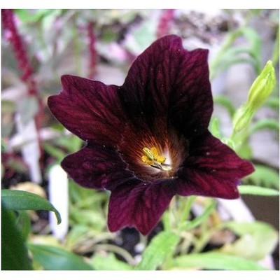 25-graines-de-SALPIGLOSSIS-SINUATA-Chocolate-Royale-Y319-SEEDS-SAMEN-SEMILLAS