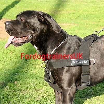 Cane Corso walking dog harness for sale, better control large dog