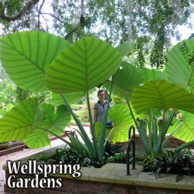 Colocasia gigantea - Thailand Giant Thai Giant ...