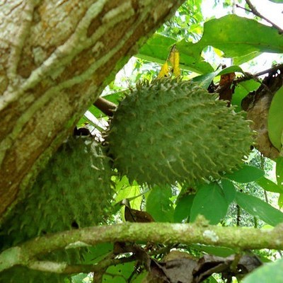 Annona Muricata - Soursop / Pawpaw - ...