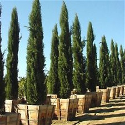 Italian Cypress Narrow Columnar, Cupressus Sempervirens Stricta, ...