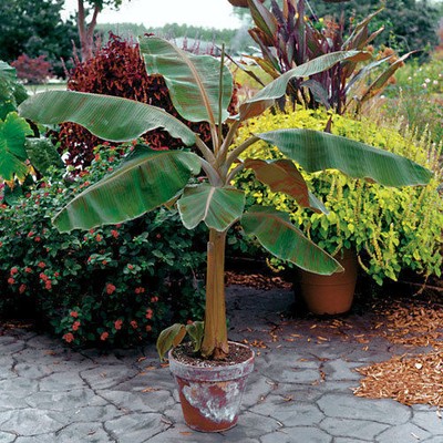 Musa -  'Dwarf Cavendish' -  ...