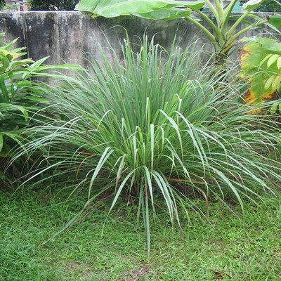 50+ Lemon Grass Ornamental Grass Seeds , ...