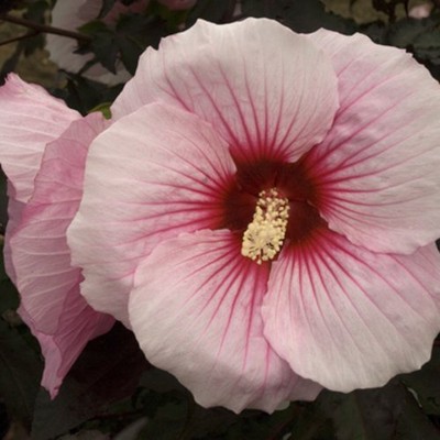 Hardy Hibiscus Seeds★ SUMMER STORM ★ Winter ...