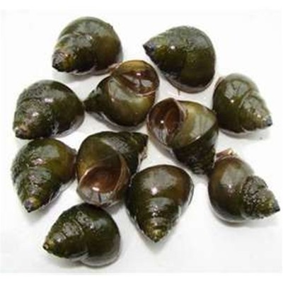 5 + 1 Japanese trapdoor snails aquarium ...