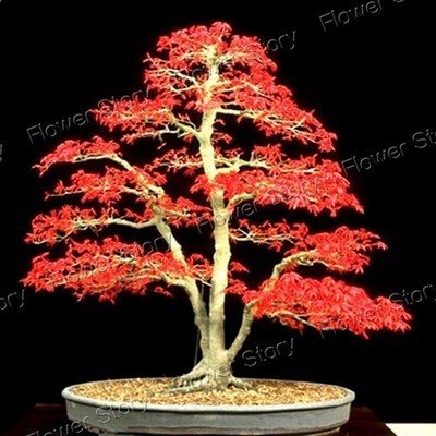 DIY Garden 20 Japanese Red Maple Seeds ...