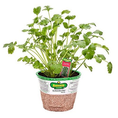 UPC 715339550279 product image for Bonnie Plants Cilantro Herb Plant 4in, | upcitemdb.com