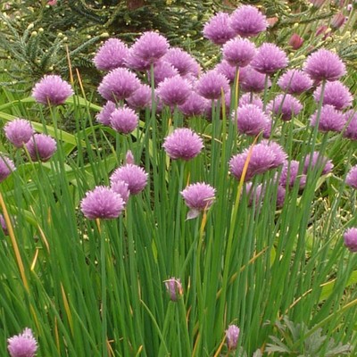 FRESH CHIVE SEEDS HERB GARDEN 50 SEEDS ...