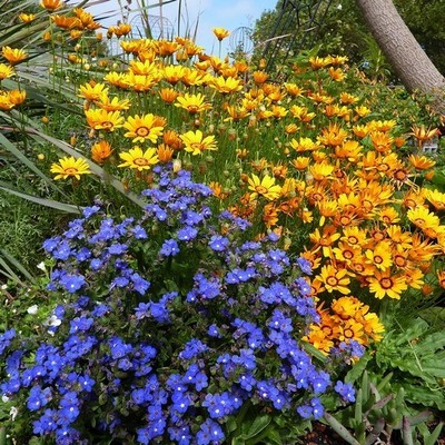 50+ Blue Angel Bugloss Flower Seeds , ...